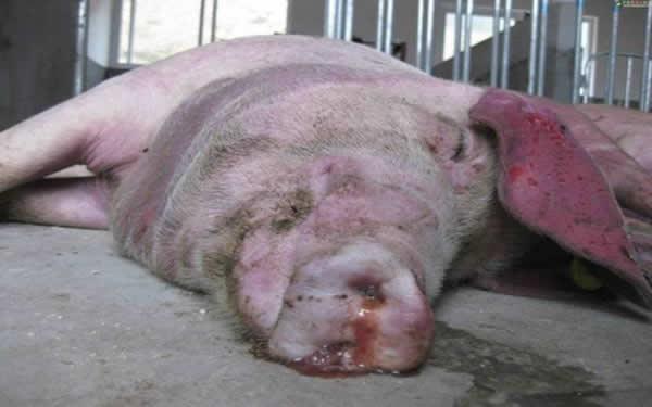  产品中心 猪药产品 猪传染性胸膜肺炎常见症状: 猪皮毛粗乱苍白