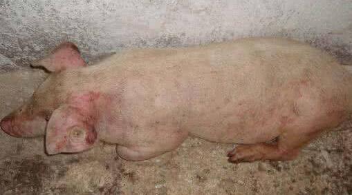 猪附红细胞体病的病症,如何预防,如何让治疗?