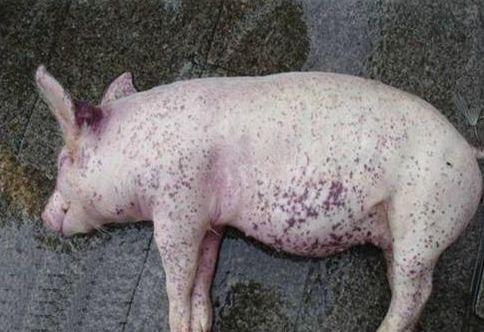 猪圆环病毒在各阶段猪中临床表现的区别及治疗方案