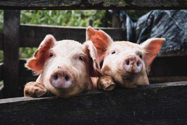 生猪价格超预期上涨 猪企曙光出现,猪肉的新周期要开始了吗