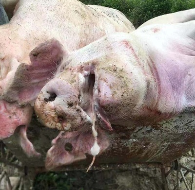 猪场不重视驱虫,导致猪只因为蛔虫病死亡!